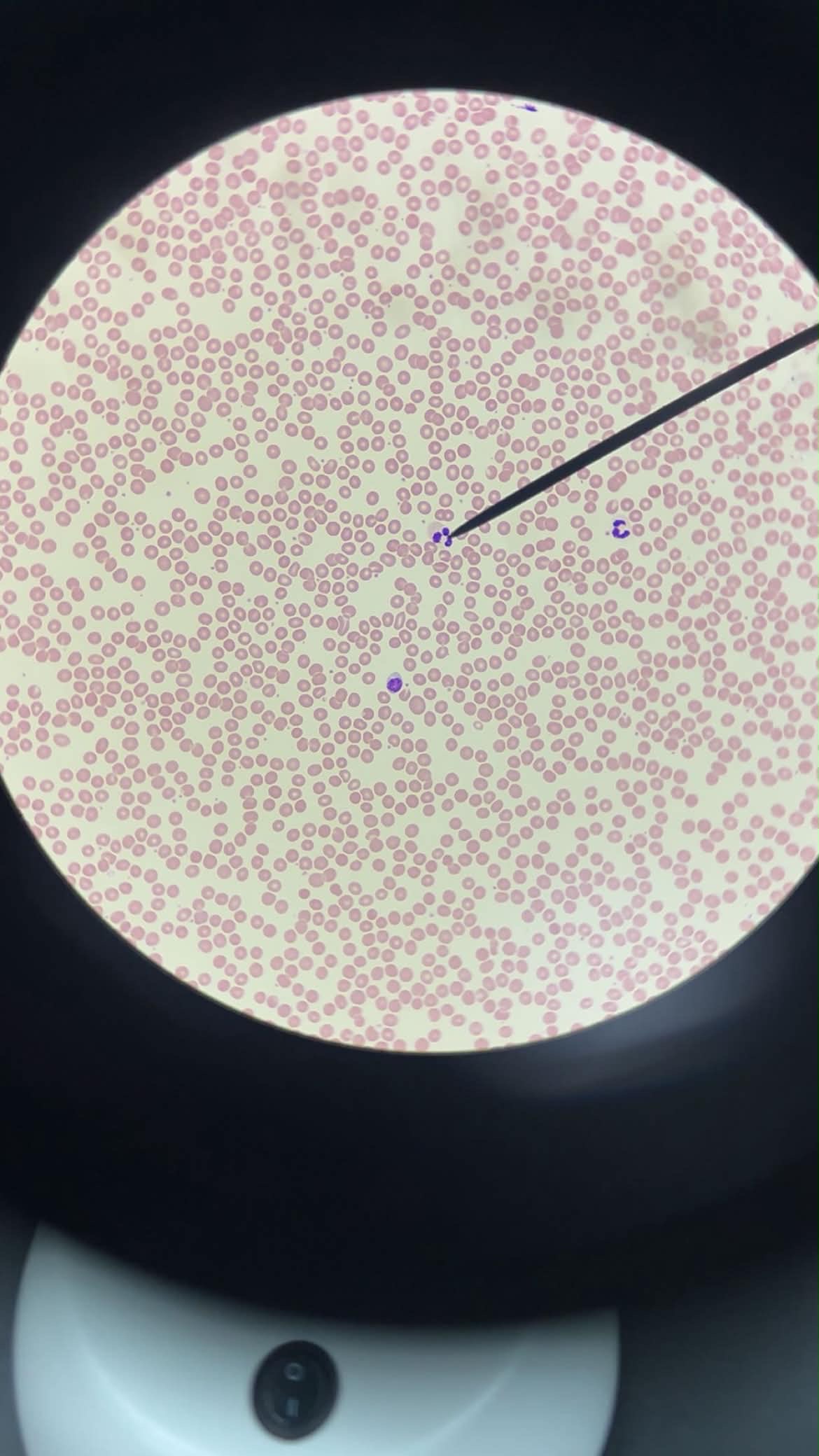 <p>Identify (Histology)</p>