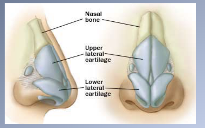 <p><span>Nasal structures</span><br><span>1. Undergo the same passive displacement.</span><br><span>2. Nose grows more rapidly than the rest of the face.</span><br><span>1. Increase in size of the cartilaginous nasal septum.</span><br><span>1. Proliferation of the lateral cartilages alters the shape of the nose</span></p>