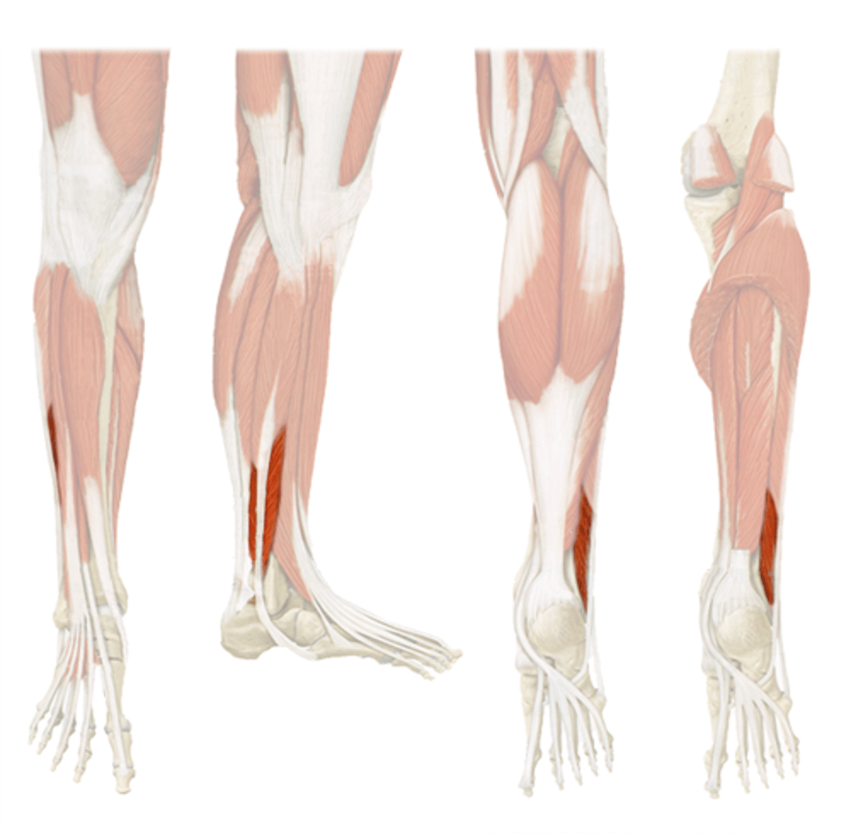 <p>Ankle eversion/plantarflexion</p><p>O: fibular</p><p>I: 5th metatarsal</p>
