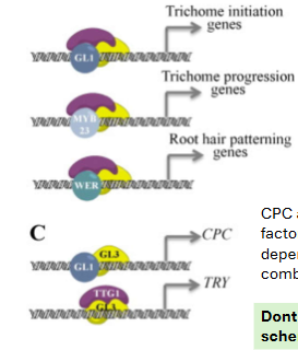 <p>Don’t forget. Similar combinatorial schemes to combinational TF-based regulation also exist for gene ___.</p>
