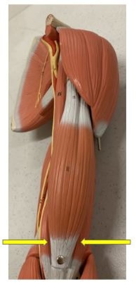 <p>flexes forearm</p>