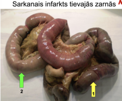 <p>zaļš</p>