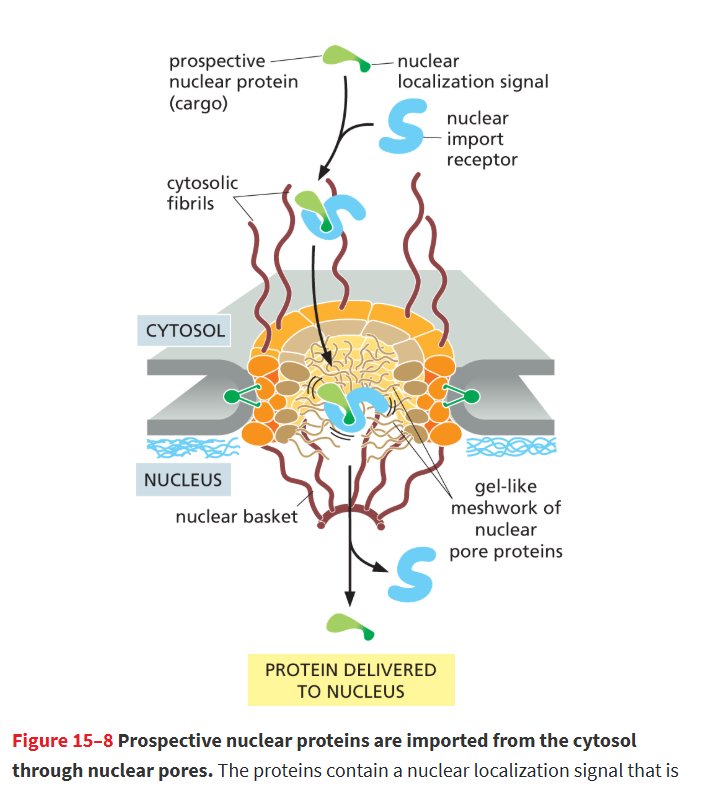 <p>Importin binds the protein’s NLS → moves to nuclear pore → passes through by interacting with pore proteins → releases protein when Ran-GTP binds in the nucleus.</p><ul><li><p>it interacts w fibrils extending from rim of pore in cytosol and grabs onto short repeated a.a sequences within the tangle of nuclear pore proteins that fill the center of the channel. Passes through by disrupting their interactions.</p></li></ul><p></p>