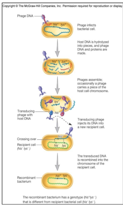 <p>generalized transduction</p>