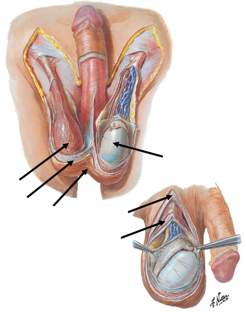<p>Label the following diagram of the <strong>scrotum</strong></p>
