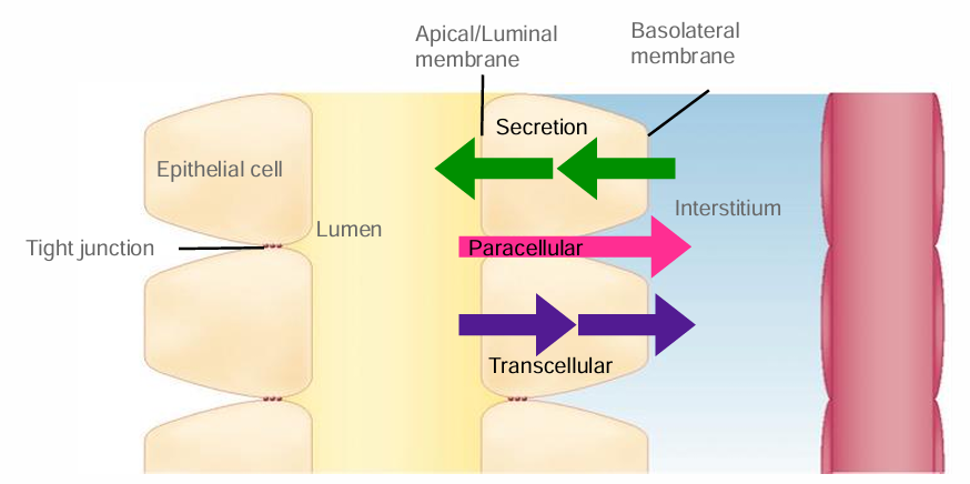 <ul><li><p>Paracellular transport → btwn epithelial cells </p></li><li><p>transcellular transport → across cell in luminal & basolateral membrane</p></li></ul><p></p>