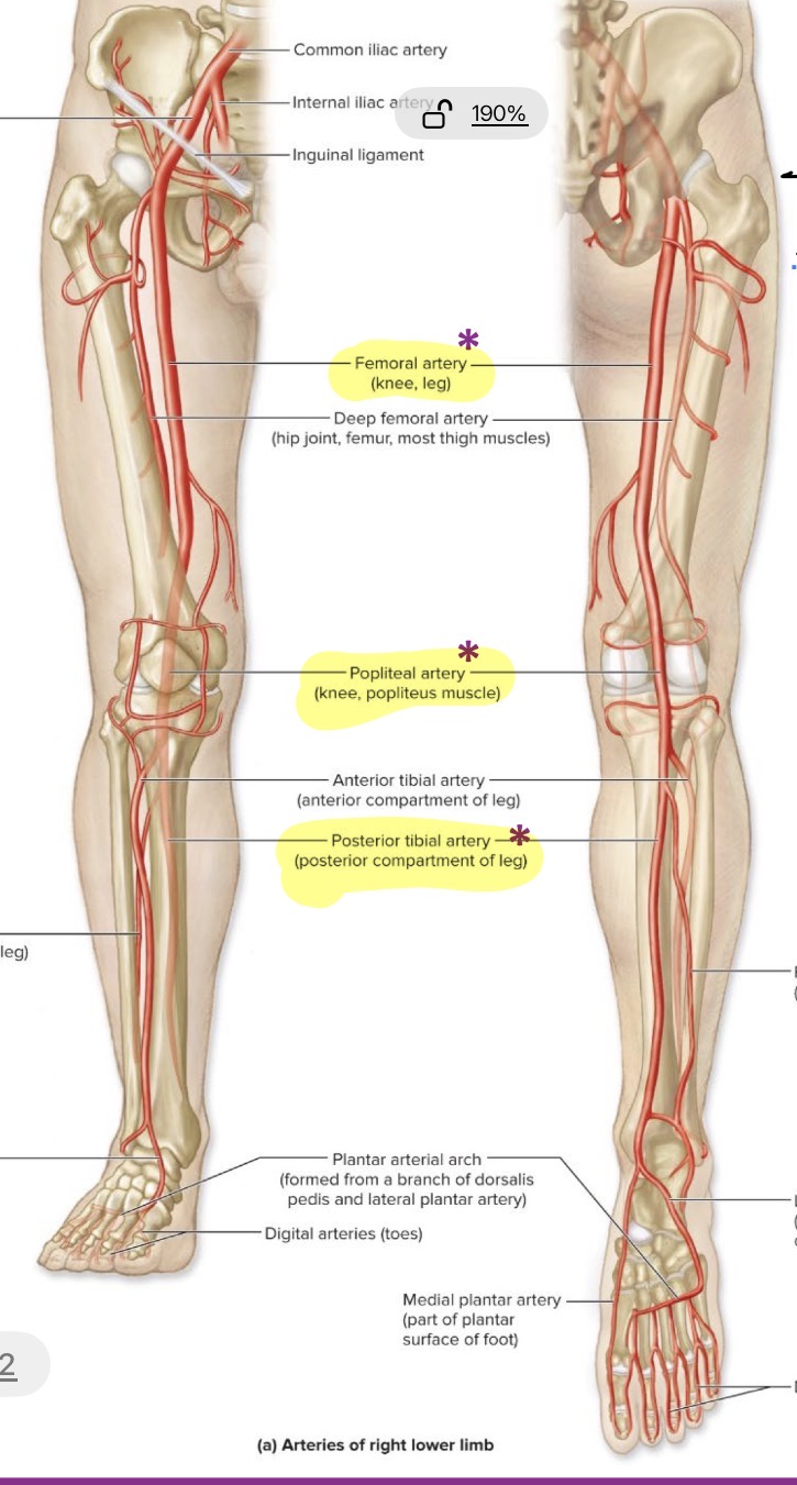 <ol><li><p>Femoral</p></li><li><p>Poplitel</p></li><li><p>Posterior tibial</p></li></ol><p></p>