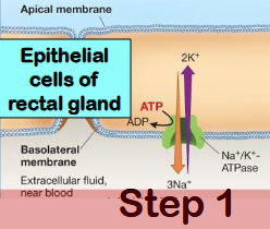 <ul><li><p><span style="background-color: transparent;">Sodium potassium pump. Sodium moves into blood/ECF, potassium moves into epithelial cells. </span></p></li><li><p><span style="background-color: transparent;">Uses ATP. </span></p></li><li><p><span style="background-color: transparent;">Primary active transport. </span></p></li><li><p><span style="background-color: transparent;">Purpose: establish sodium concentration gradient for steps 2 and 4. (High in blood, low in cell)</span></p></li></ul><p></p>
