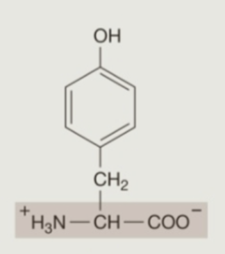 <p><strong>Hydrophilic</strong> (<strong>Polar</strong>) Amino Acids: <strong>Neutral</strong></p>