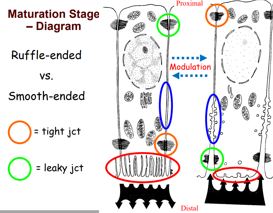 <p>ruffeled apical end</p><p>procxilal leaky juctions + distal tught junctions</p><p>No laterally folded plasma membrane</p><p><u>Calcium ions pumped into maturing enamel mineralization </u></p>