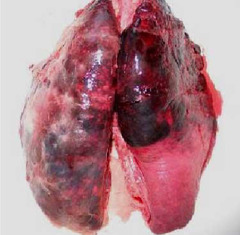 <p>Which respiratory disease of pigs presents with fibrinohemorrhagic and hemorrhagic pneumonia associated with infarcts?</p><p>a. bordetella bronchiseptica</p><p>b. mycoplasmal pneumonia</p><p>c. pasteurella multocida</p><p>d. Actinobacillus pleuropneumonia</p>