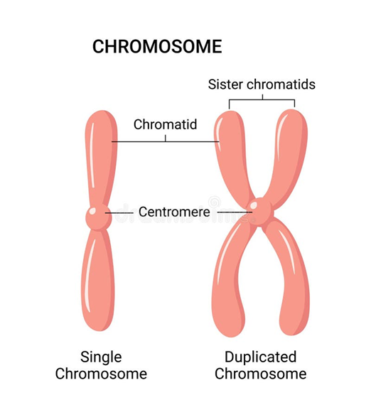 <ul><li><p><span style="font-family: "Gill Sans MT";"><span>Each chromosome is made up of identical chromatids.</span></span></p></li><li><p><span style="font-family: "Gill Sans MT";"><span>The two chromatids are joined so they have long and short arms.</span></span></p></li></ul><p></p>