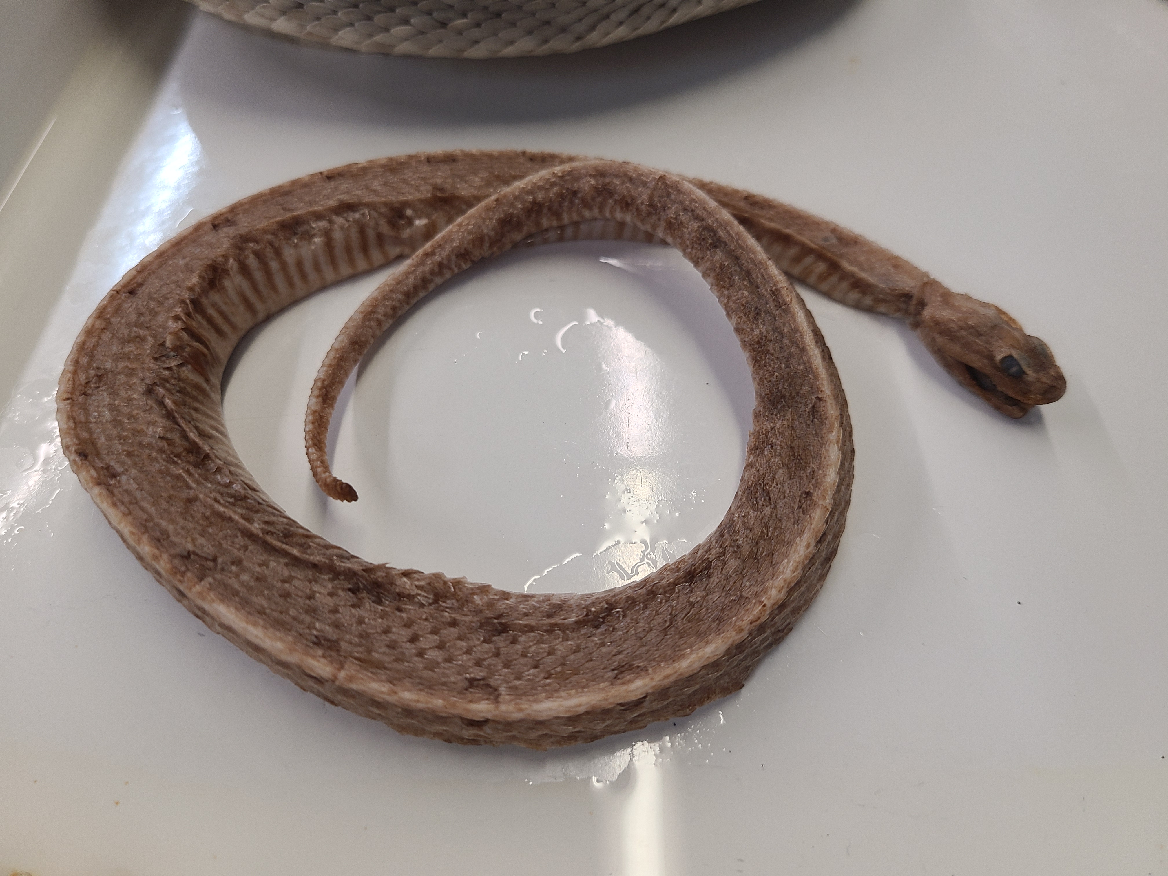 <p>Clade, Family, and Subfamily of Sistrurus miliarius</p>