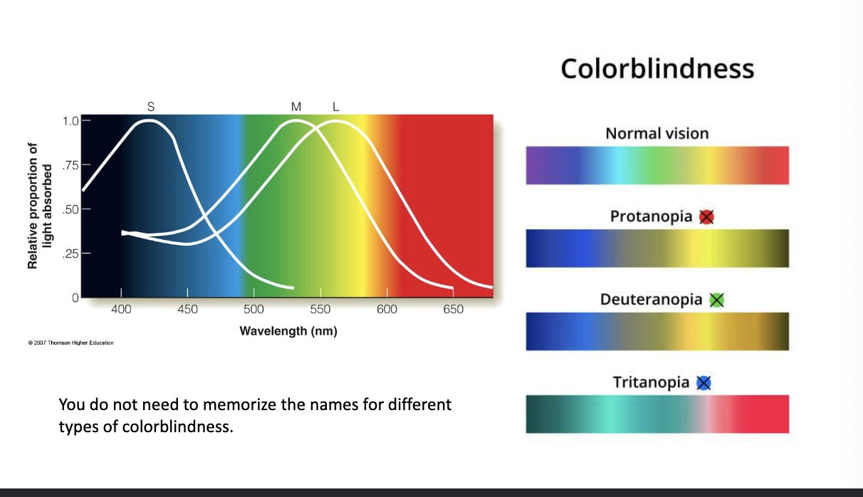 <p>The colour that the person is unable to create depend in which RECEPTOR TYPE is missing </p>