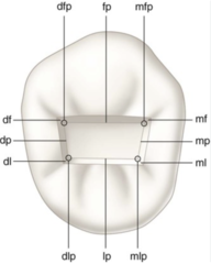 <p>DF</p>
