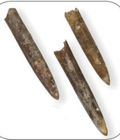 <p>Mississippian - Cretaceous (359-66 Ma)</p><p>Internal skeleton (has to do with composition, calcium phosphate):</p><ul><li><p>Bullet-shaped: rostrum - radially arranged calcite needles</p></li><li><p>Alveolus: conical depression hosing conical phragmocone</p></li><li><p>Pro-ostracum: ~dorsal wall of body chamber</p></li></ul><p>Very abundant when alive, big pods/schools</p>