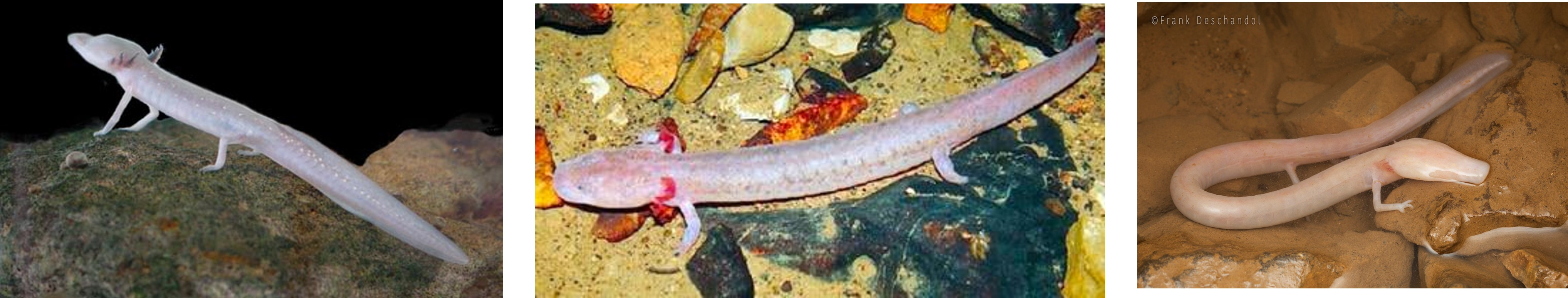 <p><span>What do these three species of salamanders have in common? </span></p>