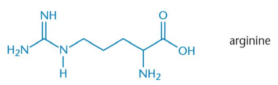 <p>Arg, R</p><p>Positive Charged(protonated) & neutral(unprotonaated)</p>