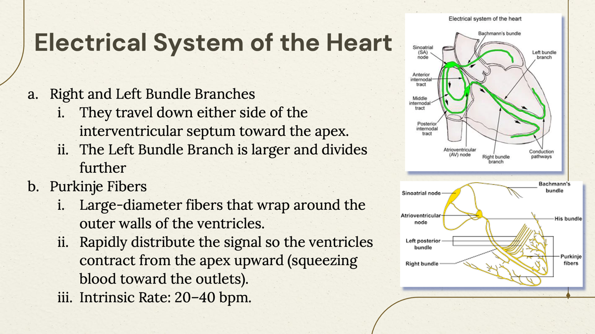 <p><span>Large-diameter fibers that wrap around the outer walls of the ventricles.</span></p><p></p><p><span>Rapidly distribute the signal so the ventricles contract from the apex upward (squeezing blood toward the outlets) with the intrinsic rate of 20-40 bpm.    </span></p><p></p><p>SA Node <span data-name="high_voltage" data-type="emoji">⚡</span></p><p>   ↓</p><p>AV Node <span data-name="vertical_traffic_light" data-type="emoji">🚦</span></p><p>   ↓</p><p>Bundle of His <span data-name="electric_plug" data-type="emoji">🔌</span></p><p>   ↓</p><p>Right &amp; Left Bundle Branches <span data-name="deciduous_tree" data-type="emoji">🌳</span></p><p>   ↓</p><p>Purkinje Fibers <span data-name="herb" data-type="emoji">🌿</span></p><p>   ↓</p><p>Ventricles Contract <span data-name="boom" data-type="emoji">💥</span></p>
