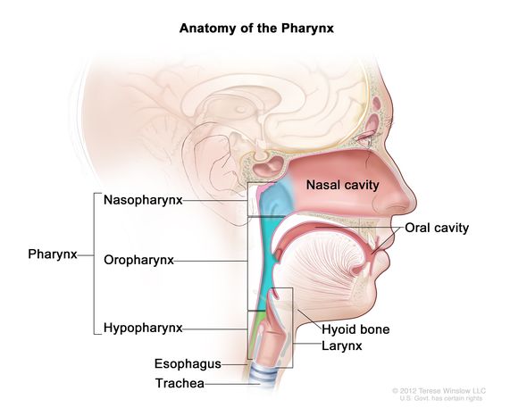 <p>throat</p><p>connects nasal cavity and mouth to larynx and esophagus</p><p>3 regions-</p><ul><li><p>nasopharynx- pseudostratified ciliated columnar</p></li><li><p>oropharynx- stratified squamous</p></li><li><p>laryngopharyx- stratifix squamous</p></li></ul><p></p>