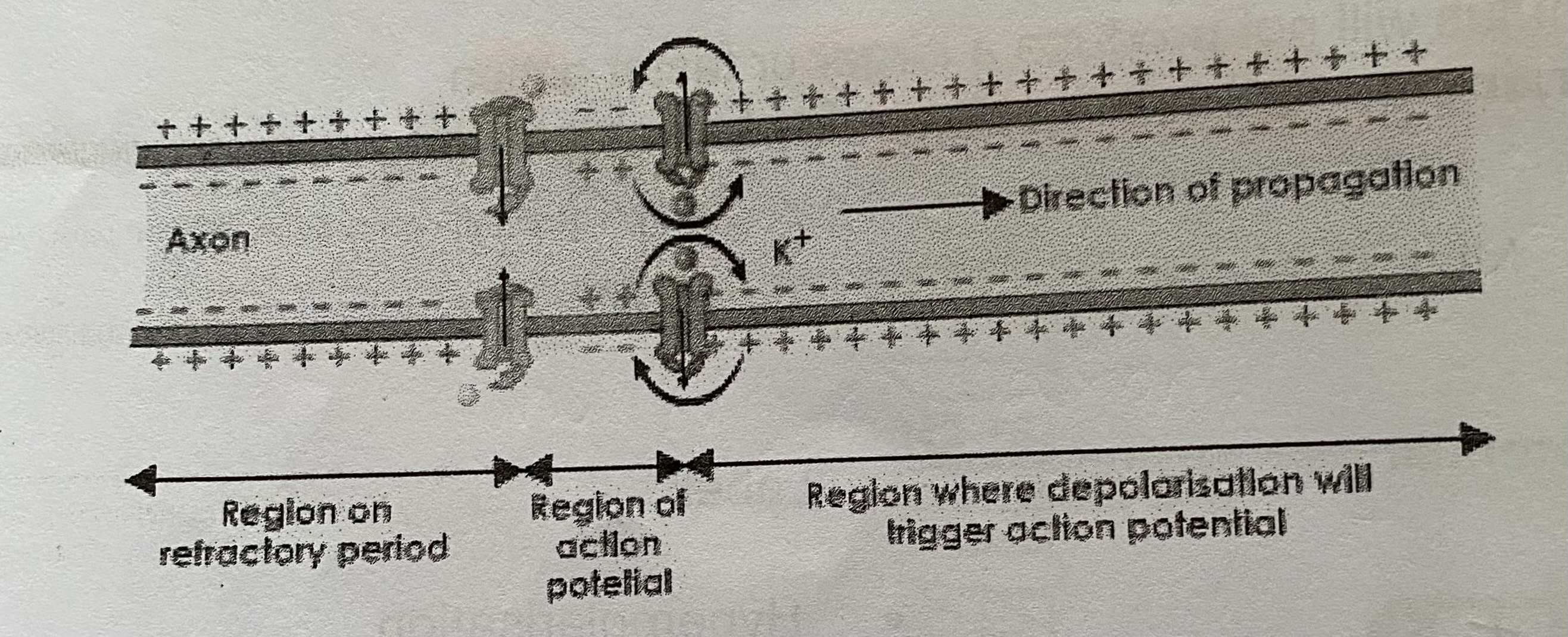 <ul><li><p>When an action potential occurs, some of the <strong>Na+ ions </strong>that enter the axon <strong>diffuse sideways</strong>. This causes <strong>gated Na+ ion channels</strong> in the <strong>next region to open</strong> and Na+ ions to diffuse in. This causes a wave of depolarisation to travel along the neurone</p></li><li><p>Passage of action potential is <strong>relatively slow</strong> (1ms^-1)</p></li><li><p>Gated Na+ channels cannot be opened in the membrane that has entered a <strong>refractory period</strong>. Therefore an action potential can not be generated for a short period of time</p></li></ul><p></p>