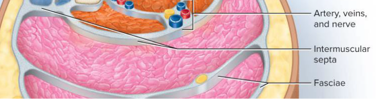<p>Very thick fascia that separate muscle compartments from each other</p>