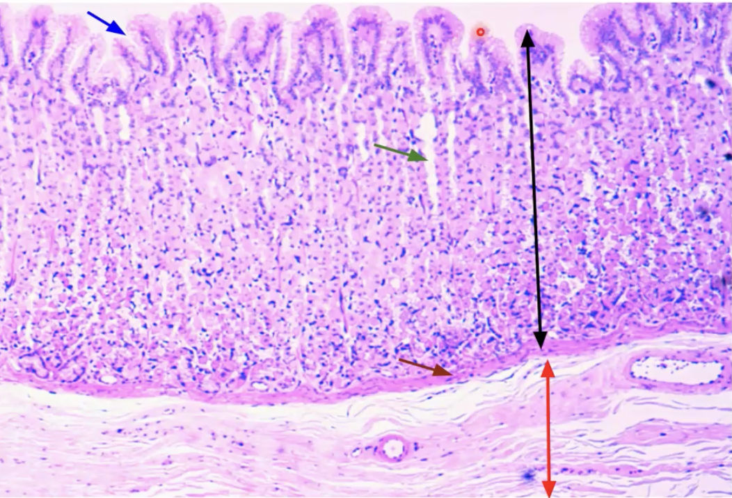 <p>Stomach</p><p>Black: Mucosa</p><p>Blue: Gastric pit - where food is digested (holes at the top)</p><p>Green: Gastric gland (holes in the middle)</p><p>Dark red: Muscularis mucosae</p><p>Red: Submucosa</p>