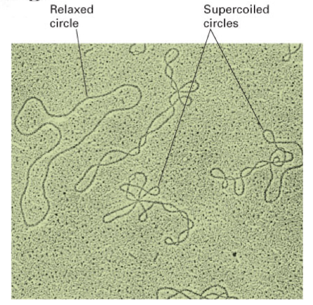 <p>DNA twisted beyond the typical double helix shape</p><p>does this to save space, relieve stress/pressure from the tight winding of DNA, and allows DNA to be opened up</p>