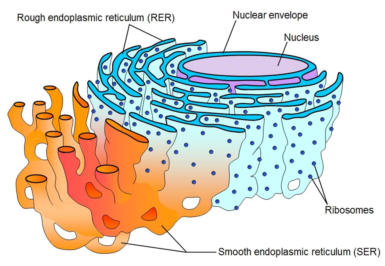 <p><span>series of folded membranes forming channels called cisternae).</span></p><p><span>Ribosomes attached.</span></p><p><span>Synthesis and process proteins by adding other molecules. </span></p>