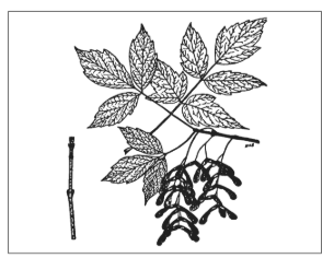 <p>Identify the species</p>
