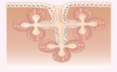 <p>mammary glands</p>