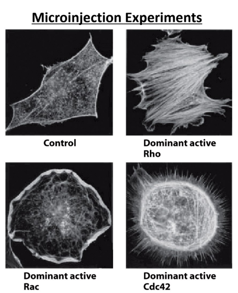 <ol><li><p>Microinject GTPase of interest in dominant active form (constantly active) + observe actin forming structures </p><ol><li><p>Rho → stress fibers (tightly bundled straight actin)</p></li><li><p>Rac → lamellipodia (branched actin)</p></li><li><p>Cdc42 → filopodia (finger-like protrusions, spikes)</p></li></ol></li></ol><p></p>