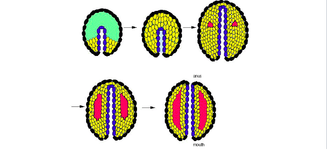 <p>Protostome or Deuterostome Body Plan</p>