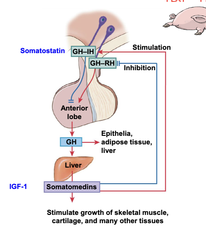 <p>• Growth hormone-releasing hormone (GH-RH) leads to the release of growth hormone (GH), which stimulates tissue growth and metabolism.</p><p>• The liver releases somatomedins (IGF-1) in response to GH.</p><p>• somatomedins (IGF-1) activates somatostatin (GH- IH) and opposes GHRH.</p>