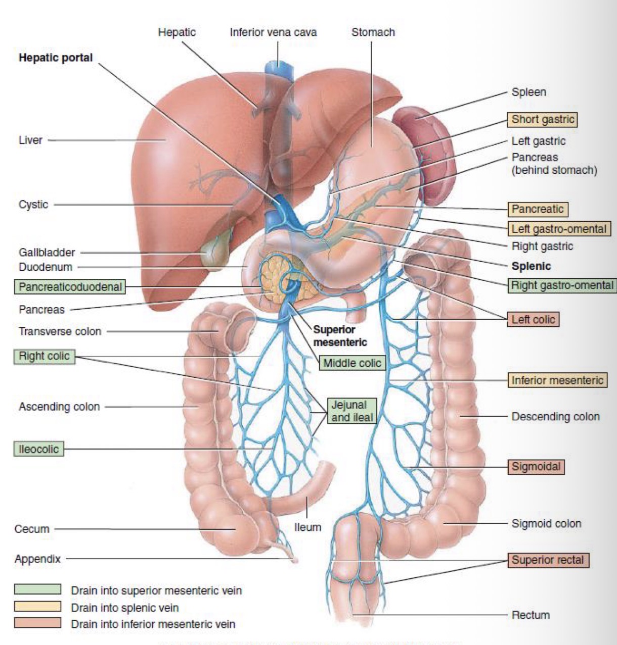 <p>Products made by hepatocytes and nutrients required by other cells are released back into the blood, which drains into the central vein and then flows into the hepatic vein.</p>