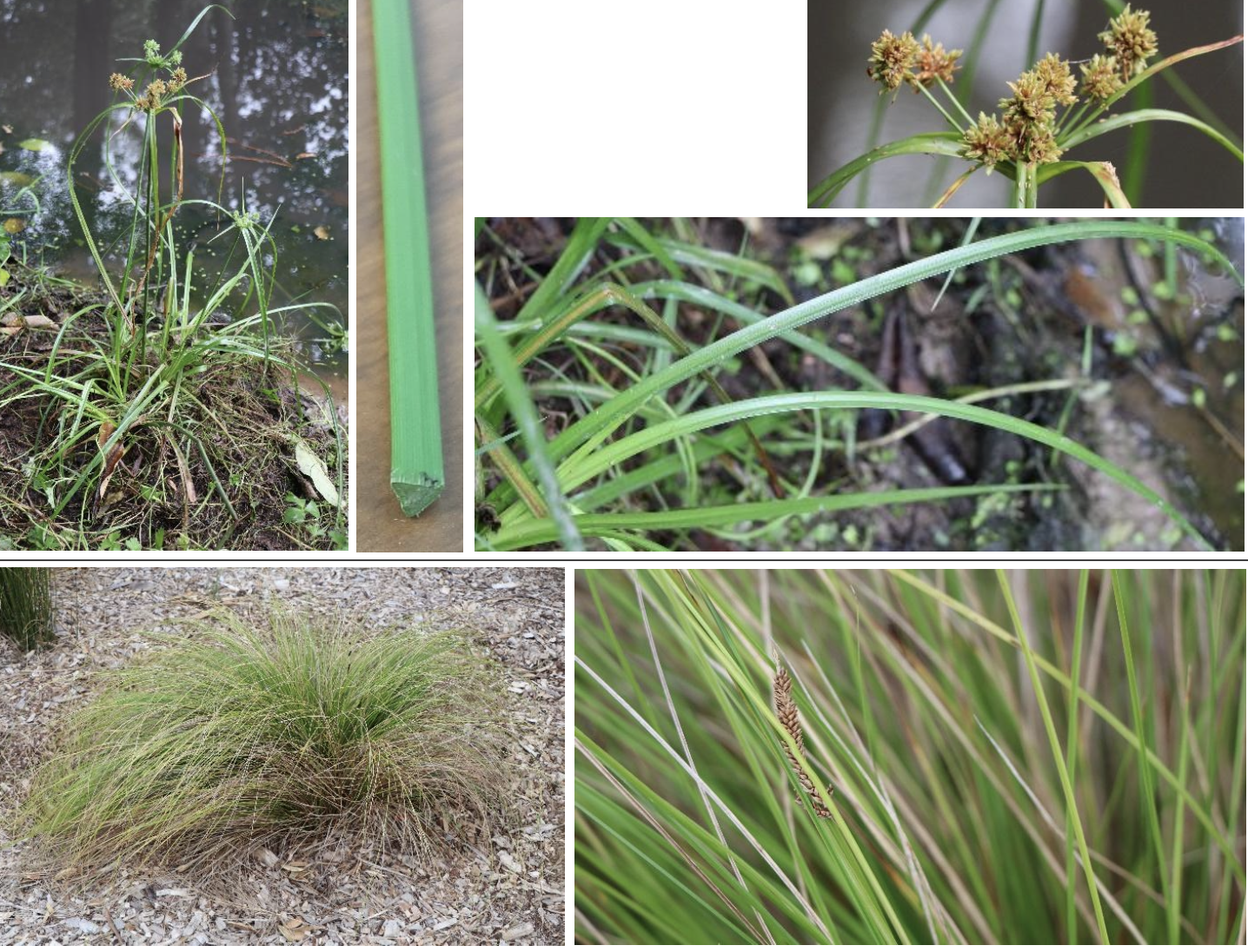 <p><strong>Plant family:</strong> Cyperaceae<br><strong>Life cycle:</strong> Perennial<br><strong>Key persistence / spread:</strong> Rhizomes and seed<br><strong>Farming systems:</strong> Wetlands, stream margins, damp paddocks</p><p><strong> How to identify</strong></p><p>These grass‑like plants grow in wet to damp soils and often dominate swampy areas. Stems are distinctly triangular in cross‑section, which can be felt by rolling the stem between fingers.</p><p>Leaves are narrow and arranged in three ranks around the stem, giving the plant a stiff, upright appearance. Leaves usually emerge from the base.</p><p>Flowers are small and grouped into spikes, lacking the obvious seed heads of grasses.</p><p>A useful rule is “sedges have edges,” referring to the sharp triangular stem shape.</p>