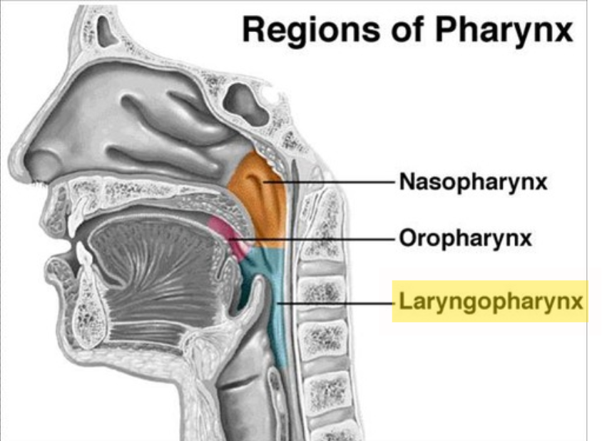 <p><span>Extends from epiglottis to esophagus; food and drink pass through.</span></p>
