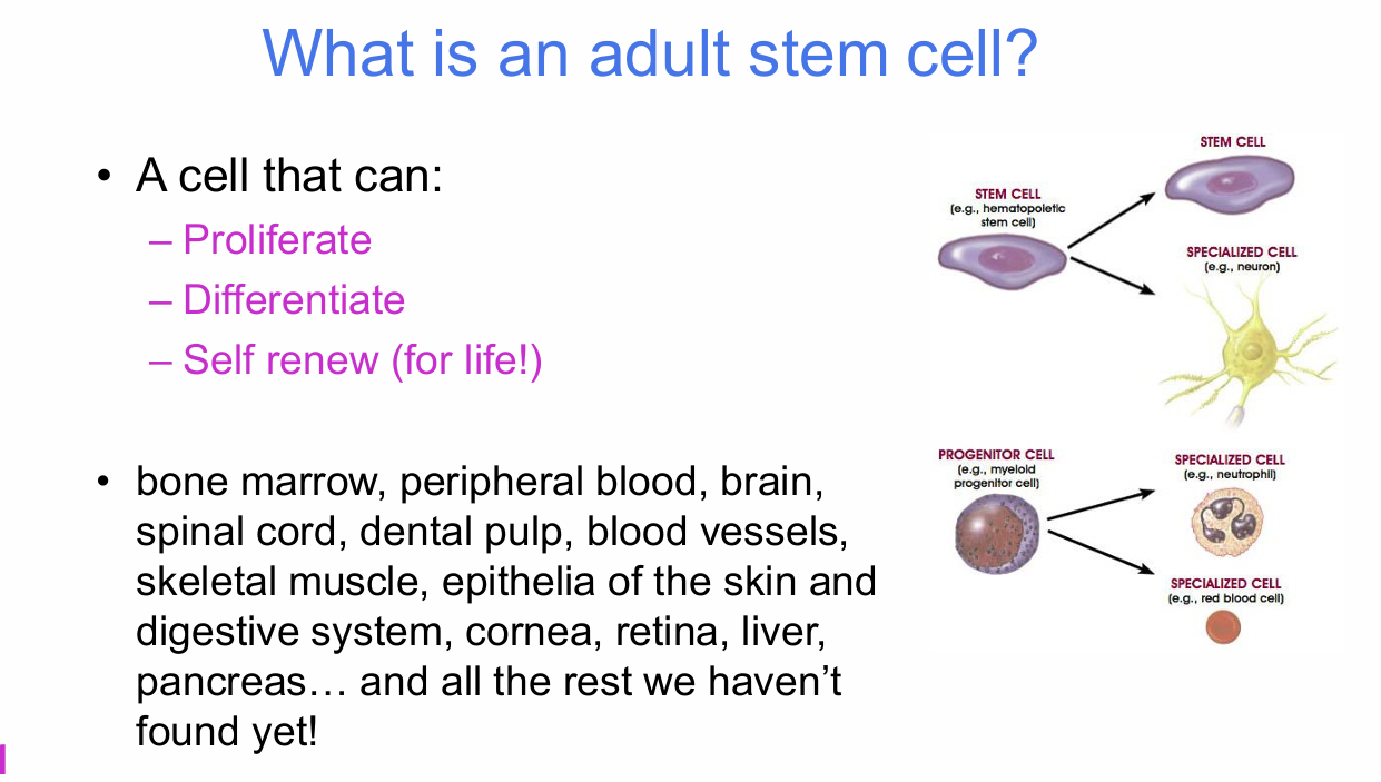 <p>What three properties define an adult stem cell?</p>