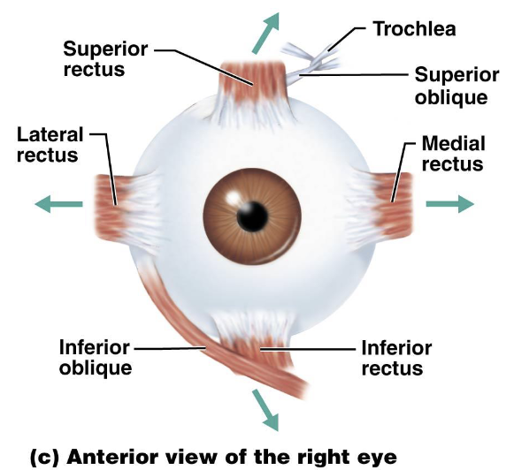 <ol><li><p>They allow the eye to track moving objects, maintain shape, and maintain direction of movement</p></li></ol><ul><li><p>Lateral rectus</p></li><li><p>medial rectus</p></li><li><p>superior rectus</p></li><li><p>inferior rectus</p></li></ul><p></p>