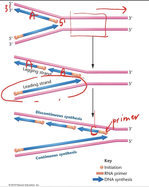 <p>Leading: left - right</p><p>Lagging: right - left</p><p>Lagging strand is discontinuous creating okazaki fragments, due to it being cut off each time it waits for the replication fork to open up</p><p>DNA Ligase</p>