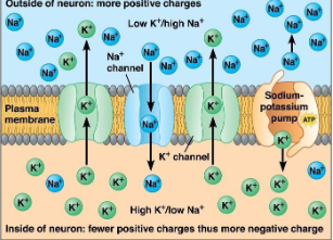 <p>how does a potassium channel work and what is its role</p>