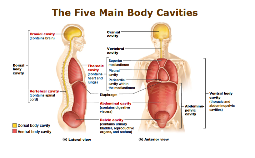<p>dorsal body cavity</p><ul><li><p>cranial cavity - brain</p></li><li><p>vertebral cavity - spinal cord</p></li><li><p>thoracic cavity - lungs, heart</p></li></ul><p>ventral body cavity</p><ul><li><p>vertebral cavity</p></li><li><p>abdominal cavity - digestive viscera</p></li><li><p>pelvic cavity - urinary bladder, reproductive organs</p></li><li><p>abdominopelvic cavity</p></li></ul><p></p>