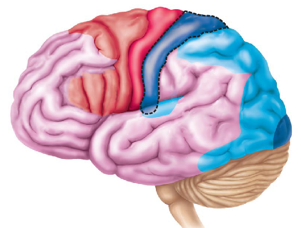 <p>What is the function of the outlined structure?</p>