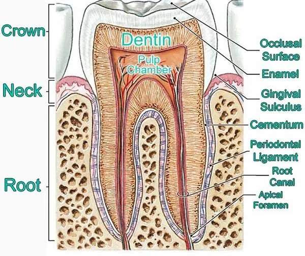 <p>Cementum</p>