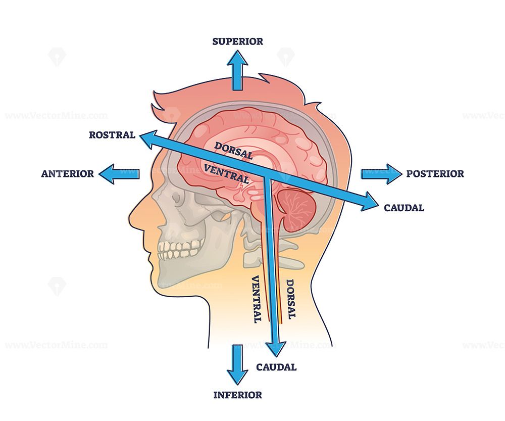 <p>Toward the forehead or nose </p>