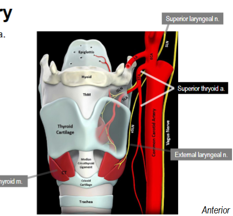 <p>Most inferior branch of external carotid</p><p>Serves thyroid gland</p><p>Travels with external laryngeal nerve</p>