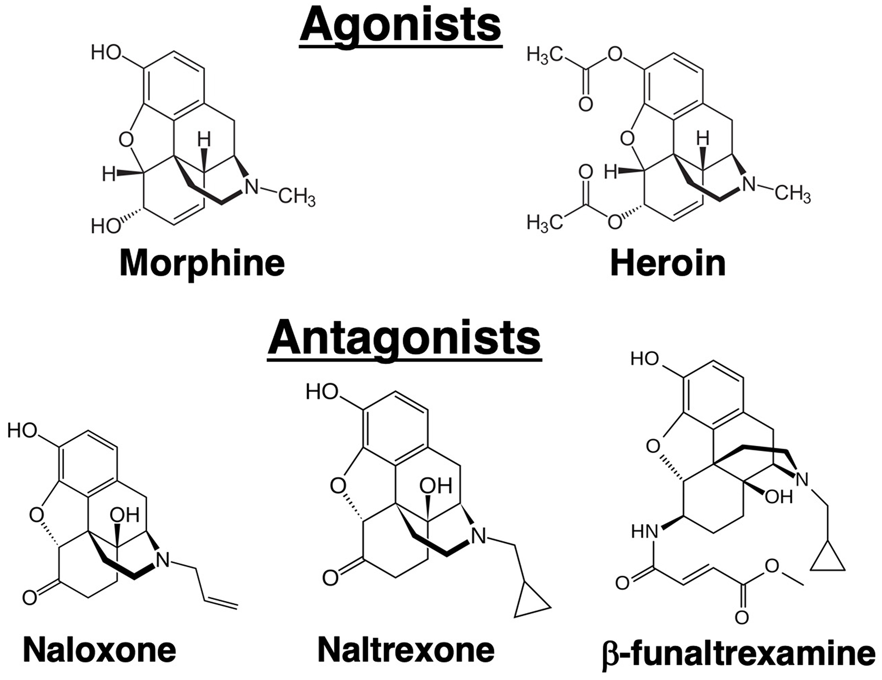 <ul><li><p>morphine </p></li></ul><p></p>