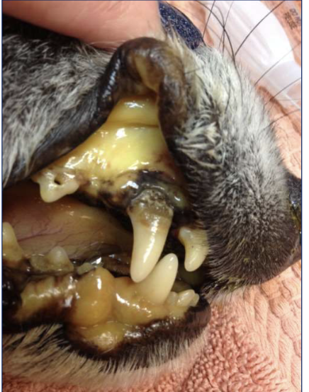 <ul><li><p>Macrocytic, normochromic, regenerative anemia (left shift) </p></li><li><p>Haemolytic anemia </p></li><li><p>Thrombocytopenia </p></li></ul><p></p>