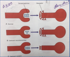 <p>target cells form more receptors in response to the hormone</p>