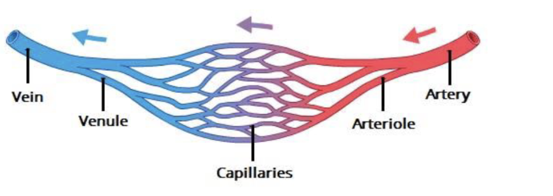 <p>3 Types of Blood vessels </p>